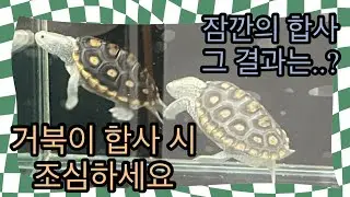 거북이 합사시 조심하세요. 잠깐의 합사 그 결과는..?