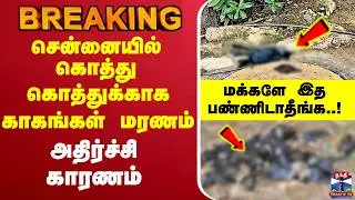 🔴LIVE : Chennai | சென்னையில் கொத்துகொத்துக்காக காகங்கள் மரணம் - அதிர்ச்சி காரணம்