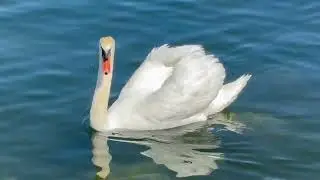 VAC - Switzerland - Lake Morat (2024-05-30) @DucLuuOfficial