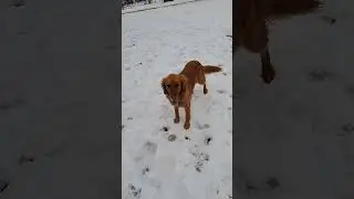 : Dog Training at Home: No Money? No Problem! (Lesson 6)