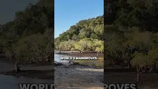 Mangroves: Shields. Sanctuaries. Survival.