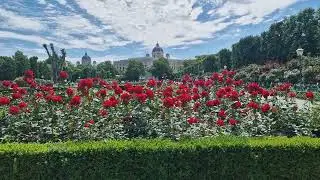 Red Roses at Volksgarten [Vienna 2024][9]