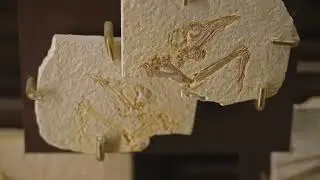 The Fascinating History of Anomalocaris