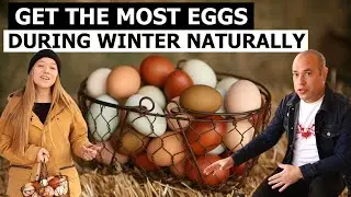 Chickens Stopped Laying Eggs - How to Get More Eggs During Winter Naturally