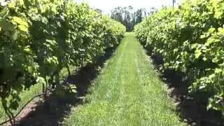 Quality Harvest Makes 2012 A Very Good Year for New Jersey Wineries