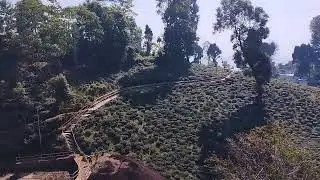 Ilam Tea State