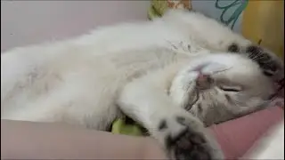 5 month old kitten cat sleeping belly up on arm in bed