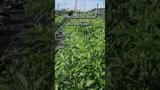 Keys To Grow! #chili #tips#farming #gardening