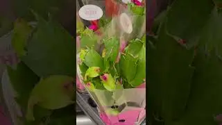 Рига. Модена. Орхидеи. Продуктовый.  Низкая цена.Riga. Modena. Orchids. Grocery. Low price.
