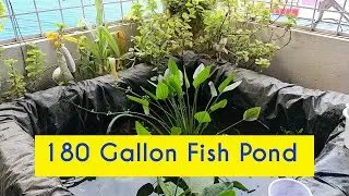 Fish pond for Terrace!