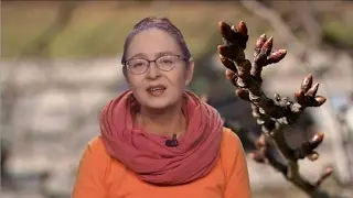 Palmira pataria: ką ir kaip sodinti bei sėti savaitgalį