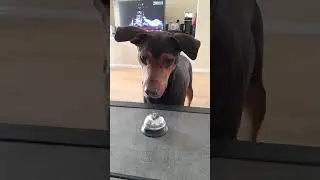 Ring the Bell for Treats!