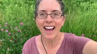 Vulnerary Part 2 - Red Clover