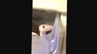 Boop the Snoot HD