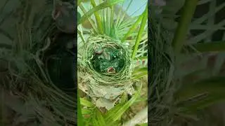 #birds #biology #pycnonotus