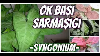 OK BAŞI SARMAŞIĞI BAKIMI // SYNGONIUM