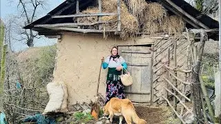 Taking Care of a Large Herd of Cows with My Brother in the Village