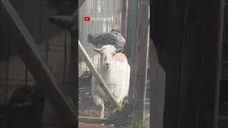 Best friends
