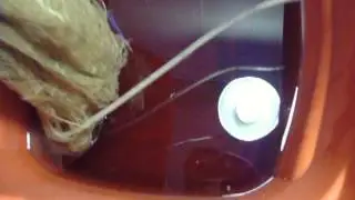Hydroponic Deep water culture, root system of the tomato plant.