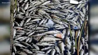 VIDEO: Neighbors find hundreds of dead fish in Cedar Park pond