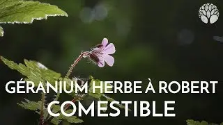 Le g&eacute;ranium herbe &agrave; Robert, une plante du syst&egrave;me sanguin