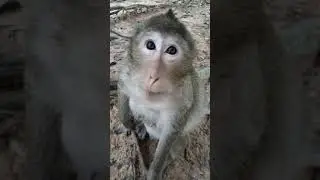 Monkey Tara