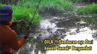 DAHSYAT NYA !! SAMBARAN MONSTER GABUS DARI BAWAH SEMAK&sup2; GAMBUT 😱