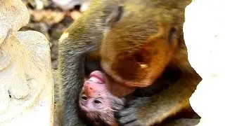 Millions Sad, why sister kayla bite Poor baby monkey kaya until cry sound loudly.