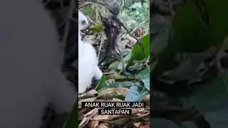 induk Elang membantai baby ruak ruak
