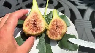 Lounge D’aout Breba Fig