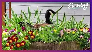 Mama goose returns to Gig Harbor tavern to nest