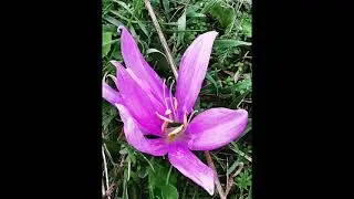 Colchicum boissieri ή &Kappa;&omicron;&lambda;&chi;&iota;&kappa;ό &tau;&omicron;&upsilon; &Mu;&pi;&omicron;&upsilon;&alpha;&sigma;&iota;έ