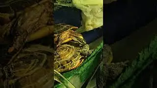 SUPER CUTE TURTLES FALLING ASLEEP STACKED ON EACHOTHER! ASMR 4K #shorts #turtles