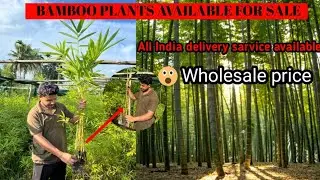 Bamboo plants available/all (varieties) bamboo plants available/call 6003562141/
