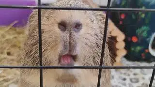 Guinea pigs eating close up