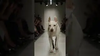 White Bull Terrier Struts Paris Fashion Week Runway #dog #bullterrier #model