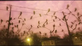 Hauntxrn - They Flew Wrong (Lyric Music Video)