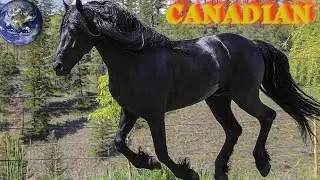 TOP Beautiful Canadian Horse  in the World!