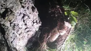 boletus rovellones robezuelos echando un vistazo los coger&eacute; ma&ntilde;ana