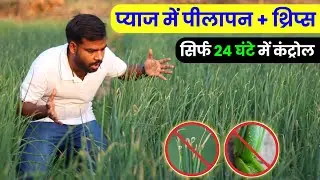प्याज में पीलापन + थ्रिप्स कंट्रोल सिर्फ 24 घंटे में | pyaj me pilapan or thrips kaise dur kare