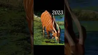 2023 lowland bongo and 5000bce lowland bongo || Past animals ||#shorts #Trend #trend #new #evolution