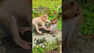 Adorable Little Monkey Pigtail Play With Longtail