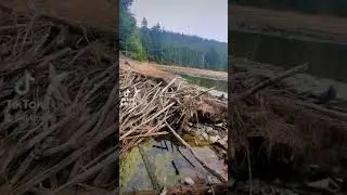 Ginormously Huge Beaver Dame Found In New Brunswick, Canada.   #eastcoast #fyp #viralvideo