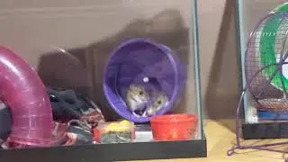 ASMR talking about my deermice