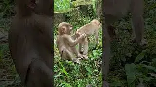 So sweet baby #meganfox #monkeysamboy #monkey #monkeynay #livetv #animals #livestreams #cute