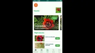 PlantSnap identifies a Summer Pheasant'S Eye (Adonis aestivalis)