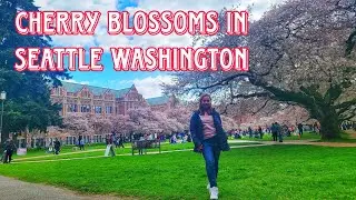 CHERRY BLOSSOMS IN SEATTLE WASHINGTON | THE QUAD UNIVERSITY OF WASHINGTON | Lakwatserang Caregiver