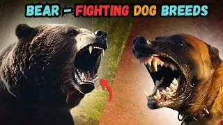 Dogs That Can Fight Bears