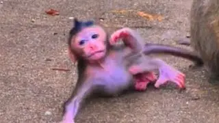Tracking Baby Monkey's Social Integration: Play, Grooming, and Group Dynamics