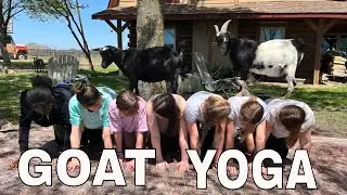 GOAT YOGA | BENEFITS | FUN ON THE FARM in TEXAS (Watch to the end, SURPRISE...) Yoga with Ursula